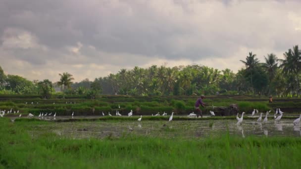 Fermierii cultivă terenul înainte de plantarea orezului. Câmpul este acoperit cu apă noroioasă. Frumoasă scenă rurală. Conceptul de călătorie în Asia de Sud-Est . — Videoclip de stoc