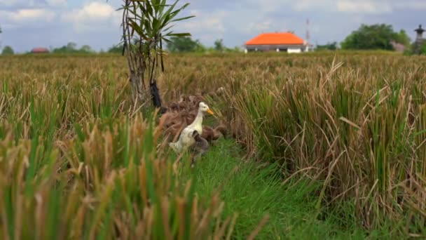 Troupeau de canards domestiques dans une rizière — Video