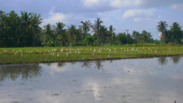 Um bando de garças brancas em arroz arquivado. O campo é coberto com água enlameada e preparado para o plantio de arroz. Bela cena rural. Conceito de viagem para o Sudeste Asiático . — Vídeo de Stock