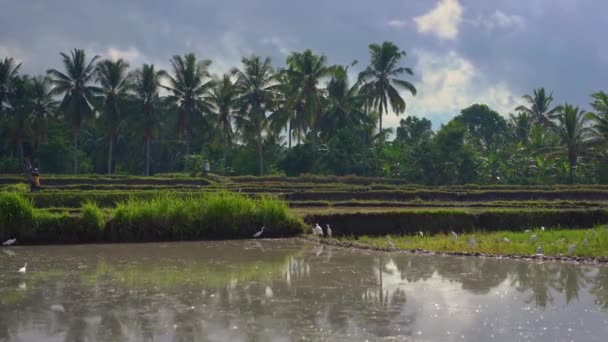 쌀에 흰 헤론 무리의 꾸준한 캠 샷. 밭은 진흙 탕으로 덮여 쌀 심기 위해 준비됩니다. 아름다운 시골 풍경. 동남 아시아 에 여행 개념. — 비디오