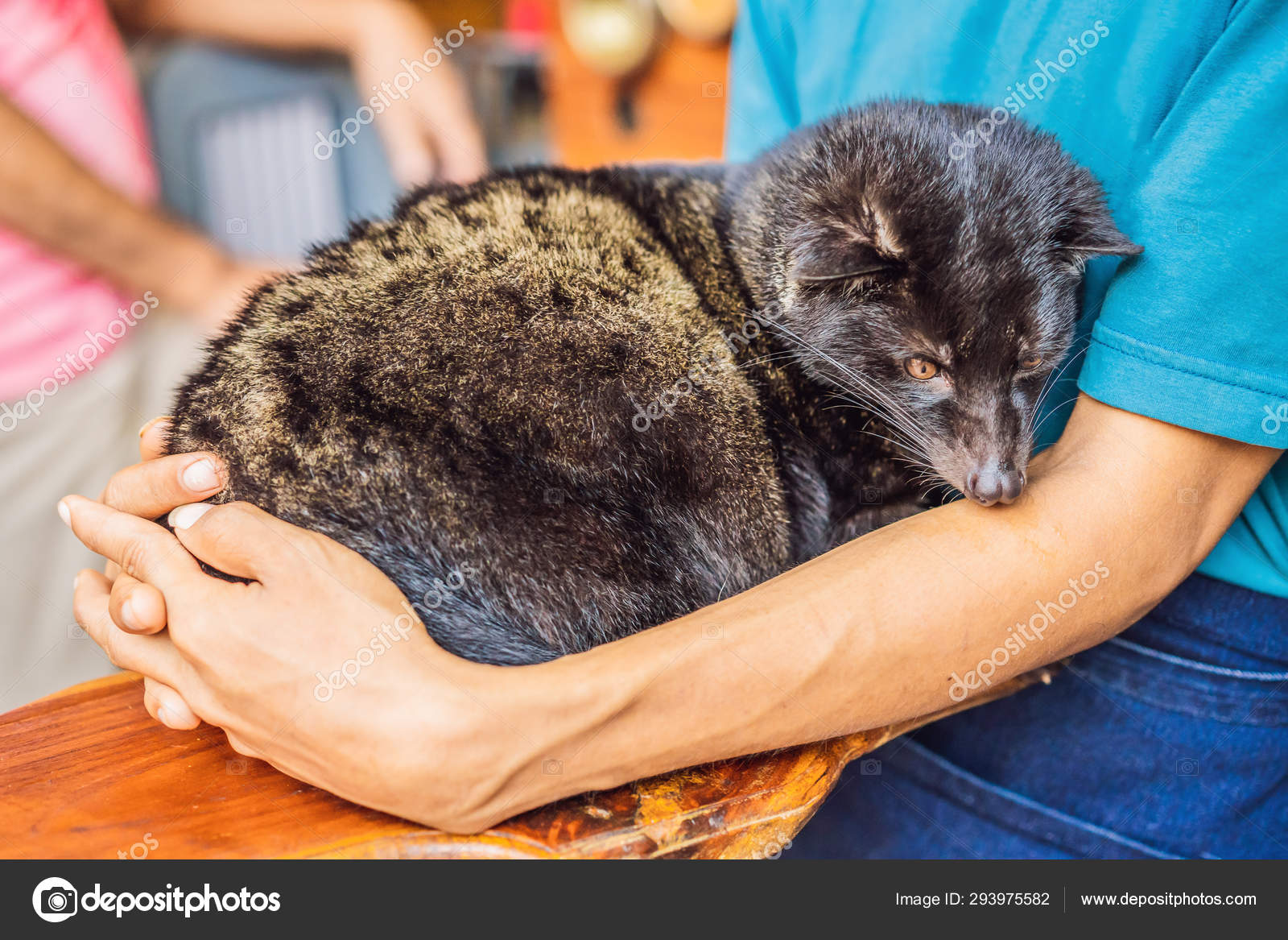 コピルワックアジアのヤシのシベットカフェ 目のクローズアップ 最も高価なコーヒー動物 ストック写真 C Galitskaya