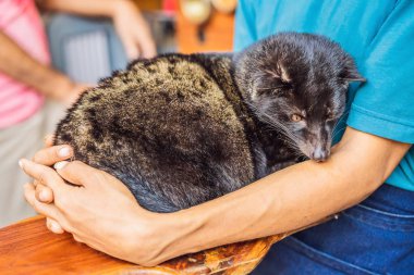 kopi luwak asian palm misk caffee, gözler yakınçekim, en pahalı kahve hayvan