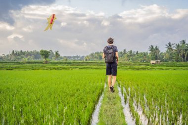 Adam Ubud bir pirinç alanında bir uçurtma başlatmak, Bali Adası, Endonezya