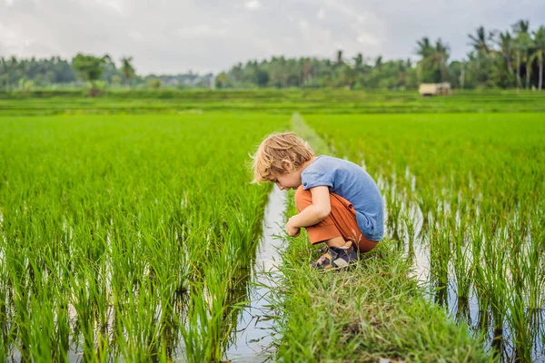 Turist çocuk pirinç tarlasında yürüyor. Çocuk konsepti ile seyahat. Çocuk dostu bir yer — Stok fotoğraf