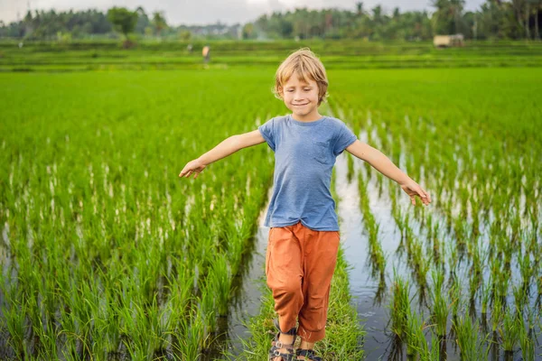 El turista camina en un campo de arroz. Viajar con concepto de niños. Niños lugar amigable —  Fotos de Stock