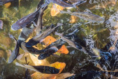 Kyoto, Japonya'da göletüzerinde renkli Koi balık. Koi balık açık zen bahçelerinde dekoratif amaçlı tutulur