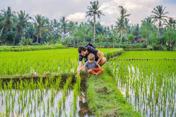 Education of children on nature. Dad and son are sitting in a rice field and watching nature — Stock Photo, Image