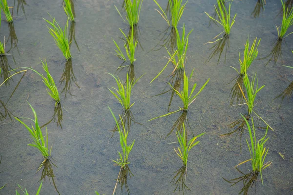 Jovens rebentos de arroz no campo — Fotografia de Stock