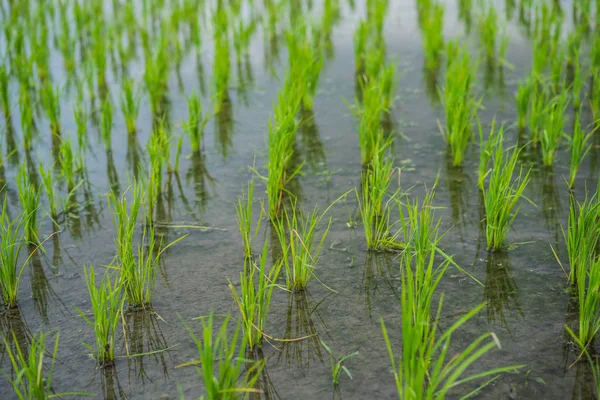 Young shoots of rice in the field — Stock Photo, Image