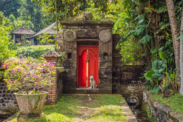 犬は大きな赤い正面玄関の背景に座っている — ストック写真