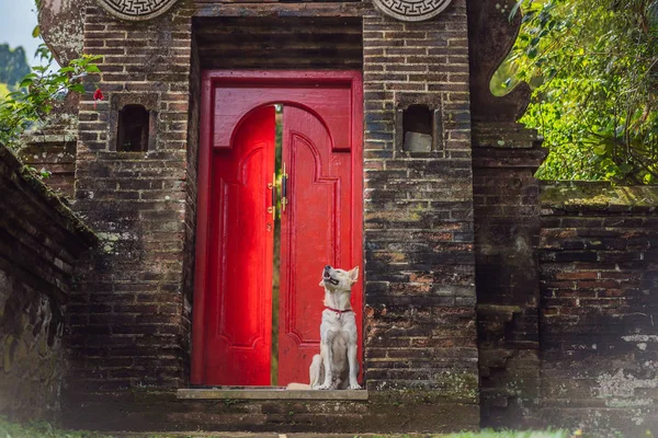 Собака сидит на фоне большой красной входной двери — стоковое фото
