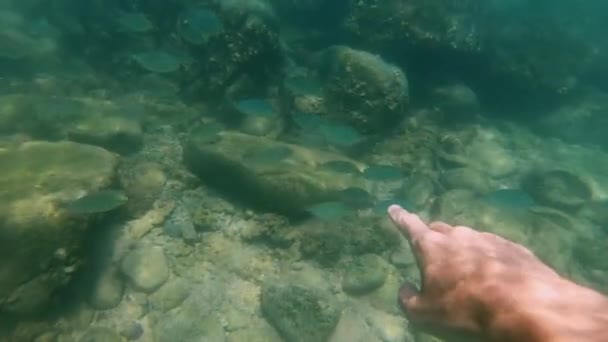 Slowmotion shot egy ember snorkeling egy trópusi tengerben, sziklás alja, hogy szép halak — Stock videók