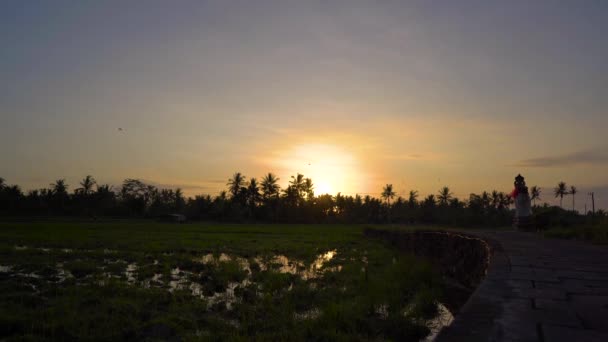Timelapse shot of a sunrise at a ricefield — Stock Video