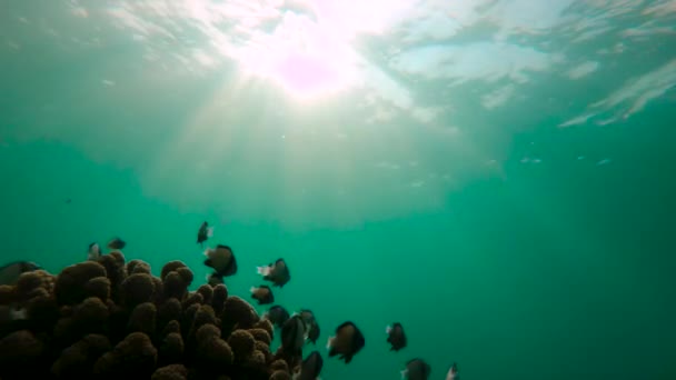 Captura en cámara lenta de arrecife de coral con un montón de peces tropicales — Vídeos de Stock