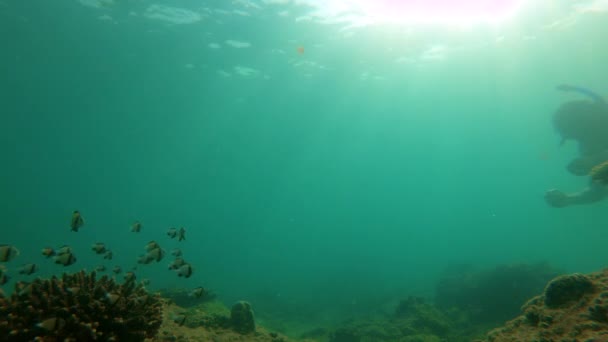 Slowmotion shot of man snorkeling in a tropical sea to see a coral reef with plenty of tropical fish — Stock Video