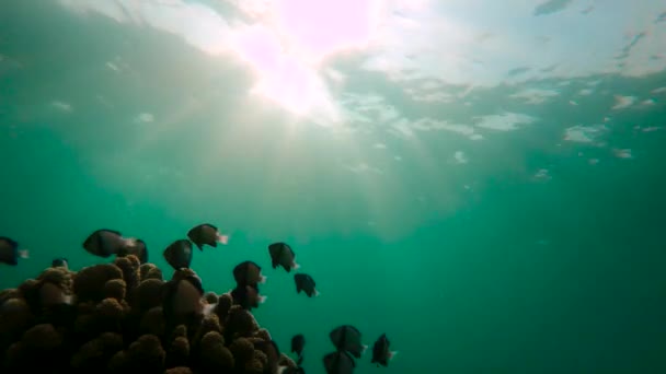 Plan lent de l'homme plongeant en apnée dans une mer tropicale pour voir un récif corallien avec beaucoup de poissons tropicaux — Video