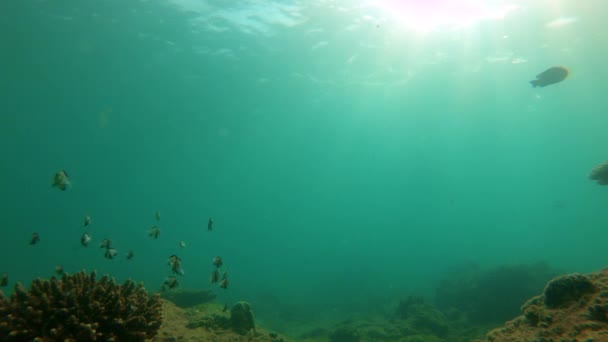 Captura en cámara lenta de arrecife de coral con un montón de peces tropicales — Vídeo de stock