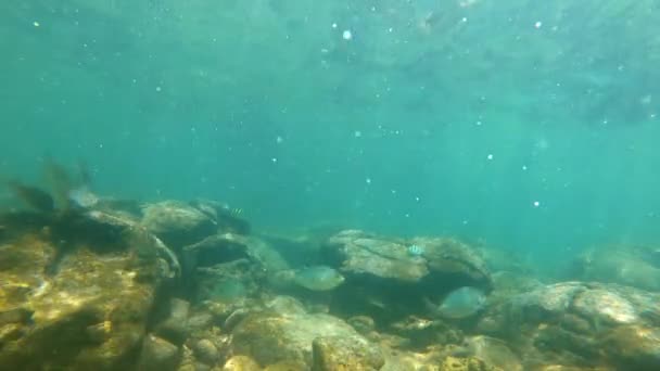 Tiro de câmera lenta de belos peixes em um mar tropical com um fundo rochoso — Vídeo de Stock