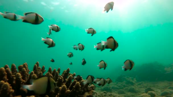 Captura en cámara lenta de arrecife de coral con un montón de peces tropicales — Vídeo de stock