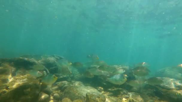 Повільний знімок чоловіка, який хропить у тропічному морі зі скелястим дном, щоб побачити красивих риб — стокове відео
