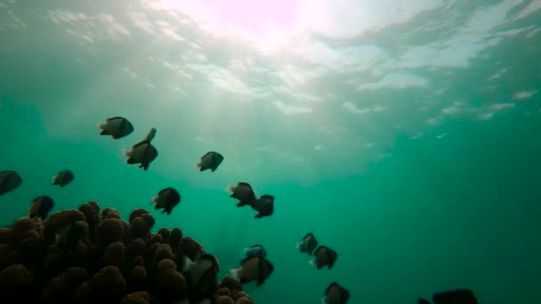 Slowmotion tiro de homem snorkeling em um mar tropical para ver um recife de coral com abundância de peixes tropicais — Vídeo de Stock
