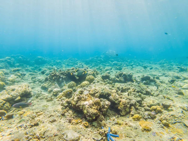 Undervattenslivet landskap. Fish Shoal på Coral Reef Ocean Underwater — Stockfoto