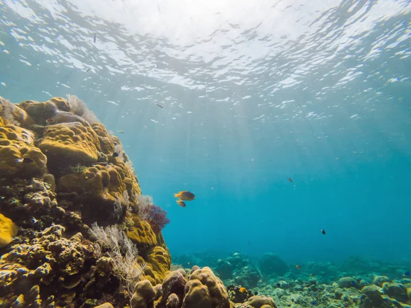 Sualtı yaşam manzarası. Sualtında mercan resifi okyanusunda balık sürüsü — Stok fotoğraf