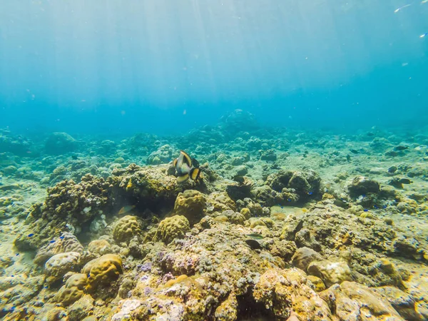Undervattenslivet landskap. Fish Shoal på Coral Reef Ocean Underwater — Stockfoto