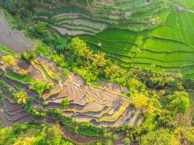 Bali, Endonezya'da yeşil çağlayan pirinç tarlası plantasyonu