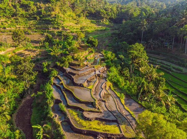 Green cascade rice field plantation at Bali, Indonesia