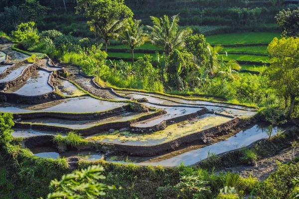 Green cascade rice field plantation at Bali, Indonesia