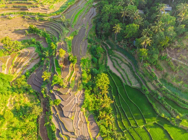Green cascade rice field plantation at Bali, Indonesia