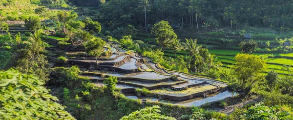 Bali, Endonezya'da yeşil çağlayan pirinç tarlası plantasyonu — Stok fotoğraf