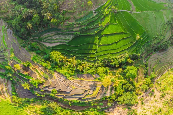 Zielona Kaskada ryżu pole plantacji na Bali, Indonezja — Zdjęcie stockowe