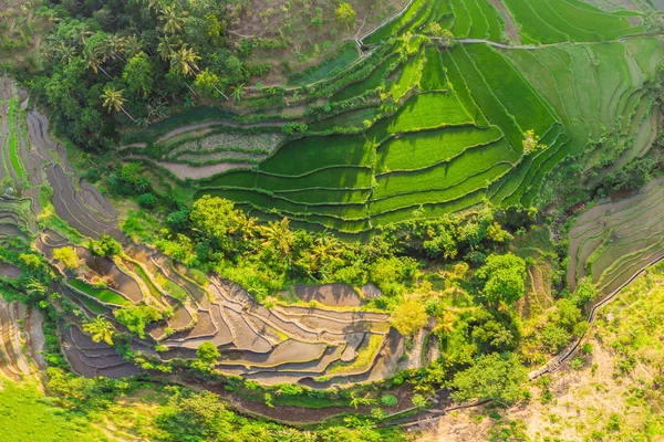 インドネシア・バリ島の緑のカスケード田んぼプランテーション — ストック写真