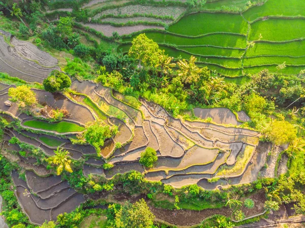 Green cascade rice field plantation at Bali, Indonesia