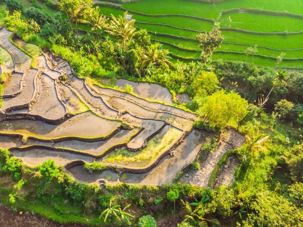 Plantação de campo de arroz em cascata verde em Bali, Indonésia — Fotografia de Stock