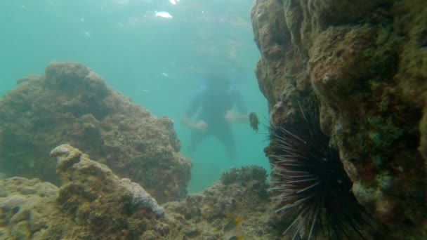 Fotografía en cámara lenta del hombre buceando en un mar tropical para ver un arrecife de coral con un montón de peces tropicales — Vídeo de stock