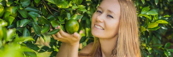 Retrato de la atractiva campesina cosecha naranja en granja orgánica, alegre niña en emoción de felicidad mientras cosecha naranjas en el jardín, agricultura y plantación Concepto BANNER, FORMATO LARGO — Foto de Stock