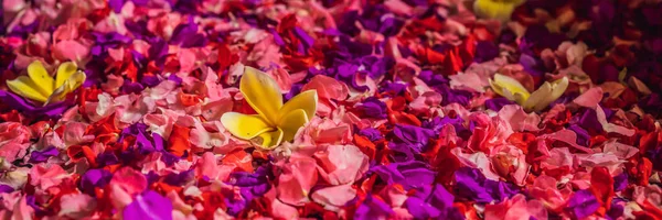 열대 꽃, 스파 페디큐어 트리트먼트 배너, 롱 포맷이 있는 스파 꽃잎 — 스톡 사진