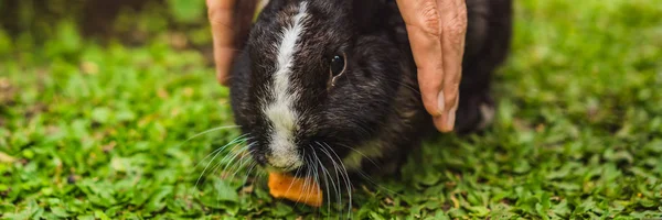 Hands protect rabbit. Cosmetics test on rabbit animal. Cruelty free and stop animal abuse concept BANNER, LONG FORMAT — Stock Photo, Image