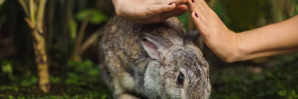 Las manos protegen al conejo. Prueba de cosméticos en animales de conejo. Crueldad libre y detener el concepto de abuso animal BANNER, FORMATO LARGO — Foto de Stock