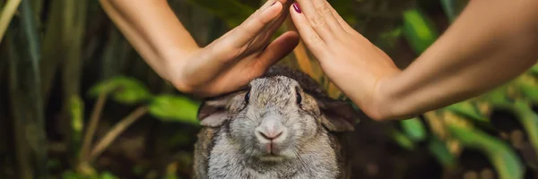 Las manos protegen al conejo. Prueba de cosméticos en animales de conejo. Crueldad libre y detener el concepto de abuso animal BANNER, FORMATO LARGO — Foto de Stock