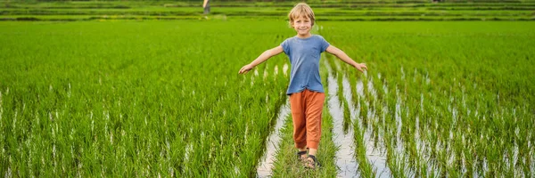 Туристичний хлопчик гуляє на рисовому полі. Подорожі з дитячою концепцією. Дитяче дружнє місце BANNER, LONG FORMAT — стокове фото