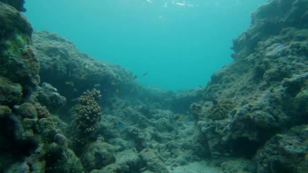 Captura en cámara lenta de arrecife de coral con un montón de peces tropicales — Vídeo de stock