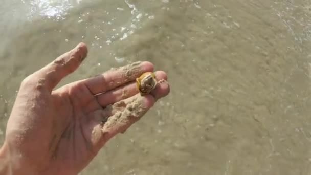 Человек играет с крабом-отшельником на пляже — стоковое видео