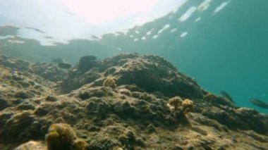 Güzel tropikal deniz balıkları ile bir mercan resifi Slowmotion çekim