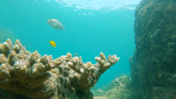 Slowmotion shot of a coral reef with beautiful tropical sea fishes — Stock Video