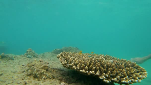 열대 바다에서 스노클링을 하는 남자의 슬로우 모션 샷은 열대 물고기가 많은 산호초를 볼 수 있습니다. — 비디오