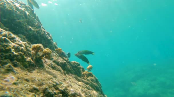 Повільний знімок коралового рифу з красивими тропічними морськими рибами — стокове відео